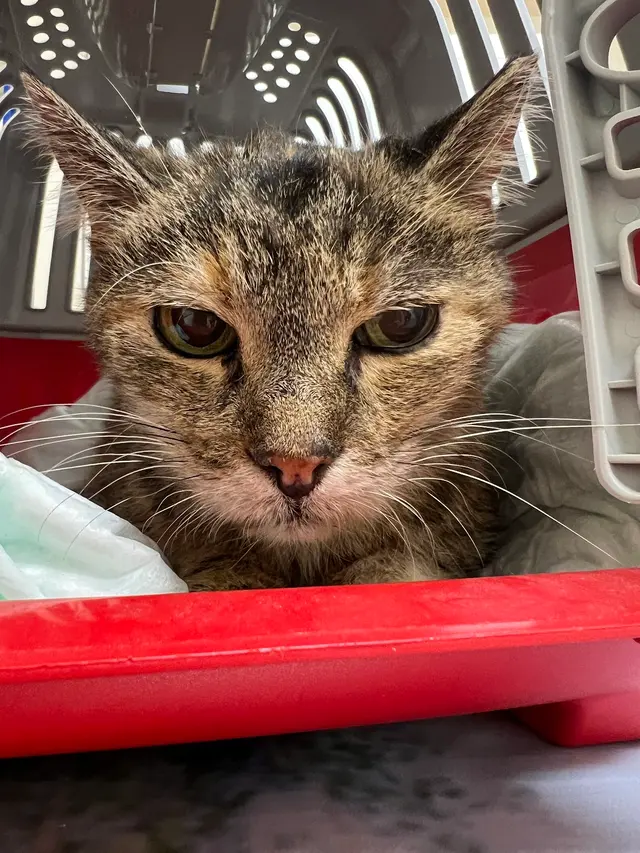 Pelican Veterinary Hospital — customer photo 5