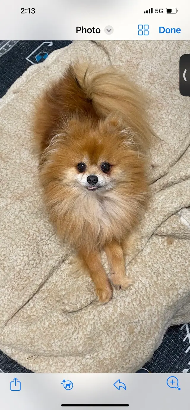 Gause Paws Pet Resort and Boutique — customer photo 11