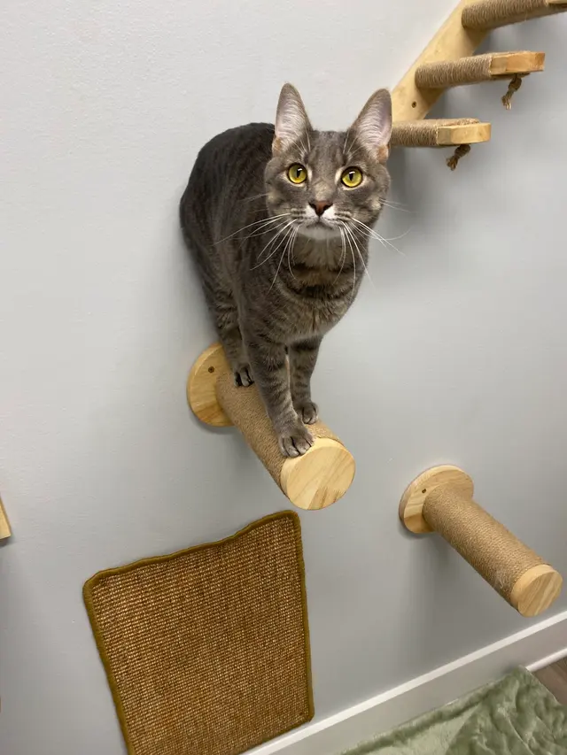 Gause Paws Pet Resort and Boutique — customer photo 10