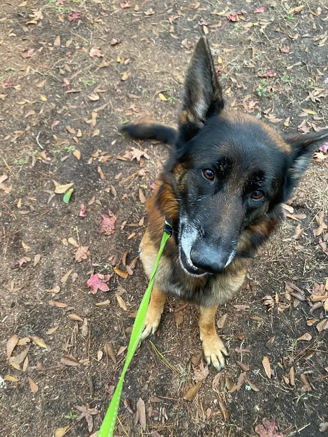 Gause Paws Pet Resort and Boutique — customer photo 6