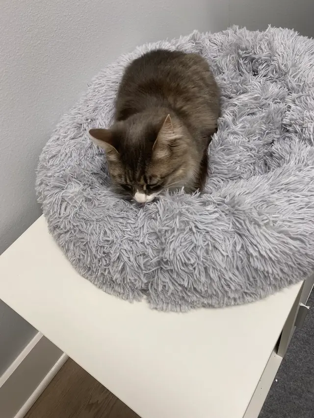 Gause Paws Pet Resort and Boutique — customer photo 7