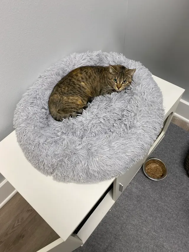 Gause Paws Pet Resort and Boutique — customer photo 2