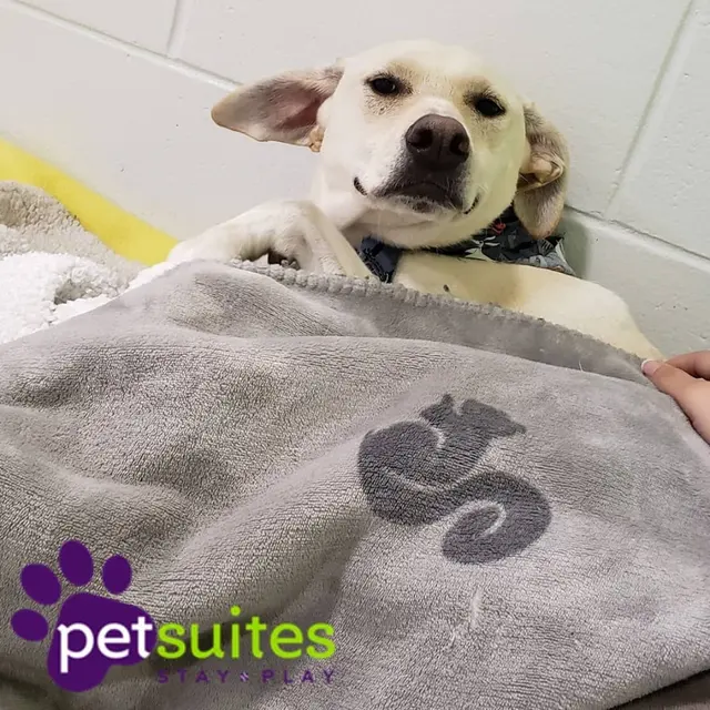 PetSuites Northshore — photo from the business 7
