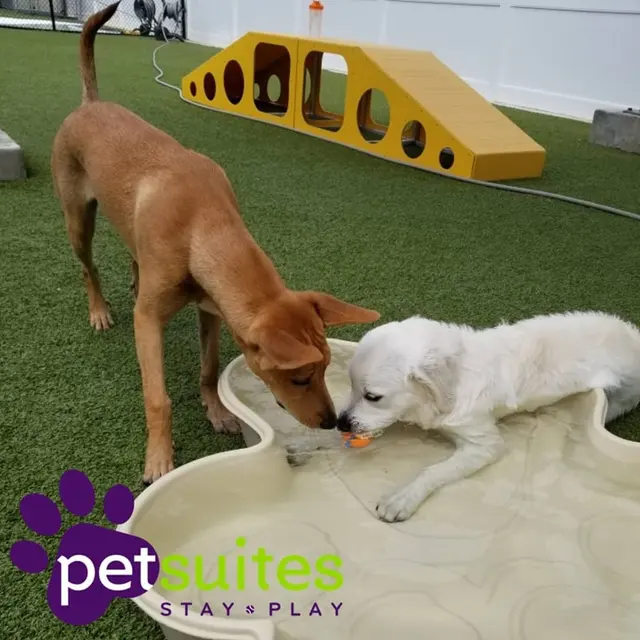 PetSuites Northshore — photo from the business 8