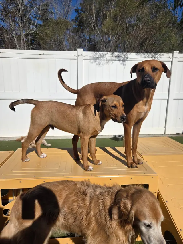 PetSuites Northshore — customer photo 11