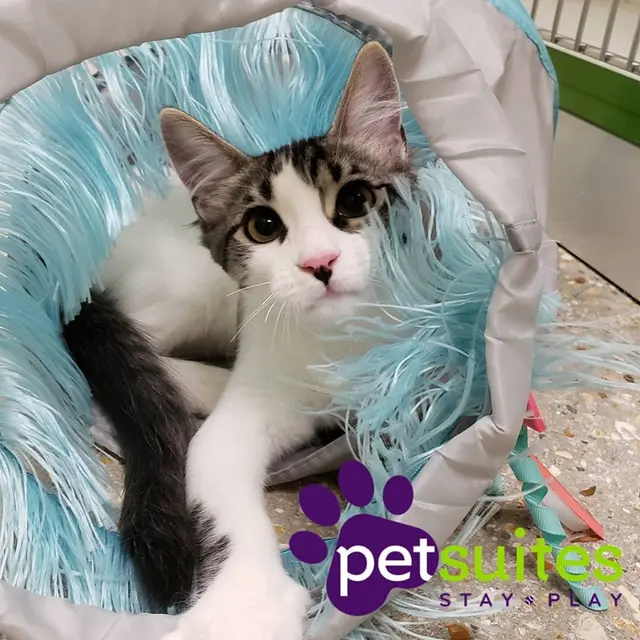 PetSuites Northshore — photo from the business 9