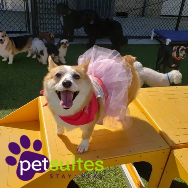 PetSuites Northshore — photo from the business 10