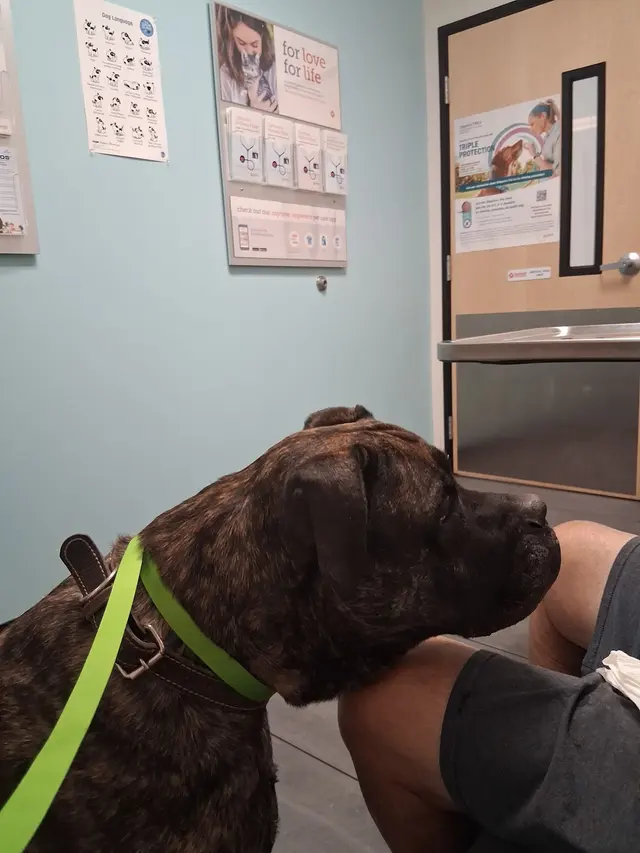 Customer photo of work by Banfield Pet Hospital, from Rosalba Love's review