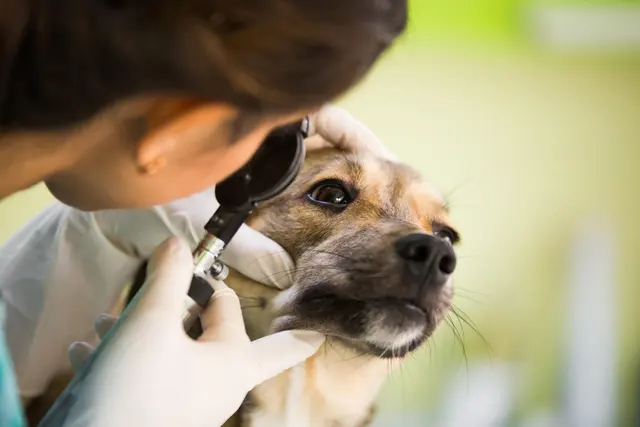 Banfield Pet Hospital — photo from the business 11