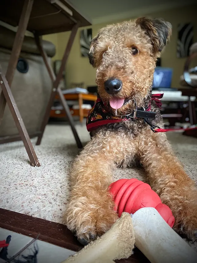 PurrFect Pets, In home boarding & Training — photo from the business 12