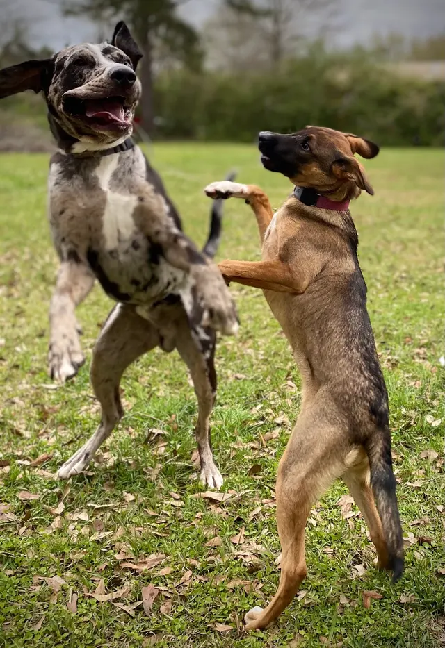 PurrFect Pets, In home boarding & Training — photo from the business 5
