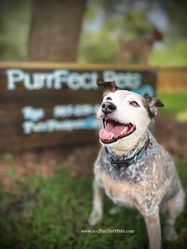 PurrFect Pets, In home boarding & Training — photo from the business 9