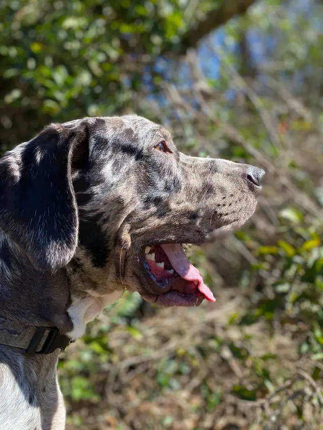 PurrFect Pets, In home boarding & Training — photo from the business 10