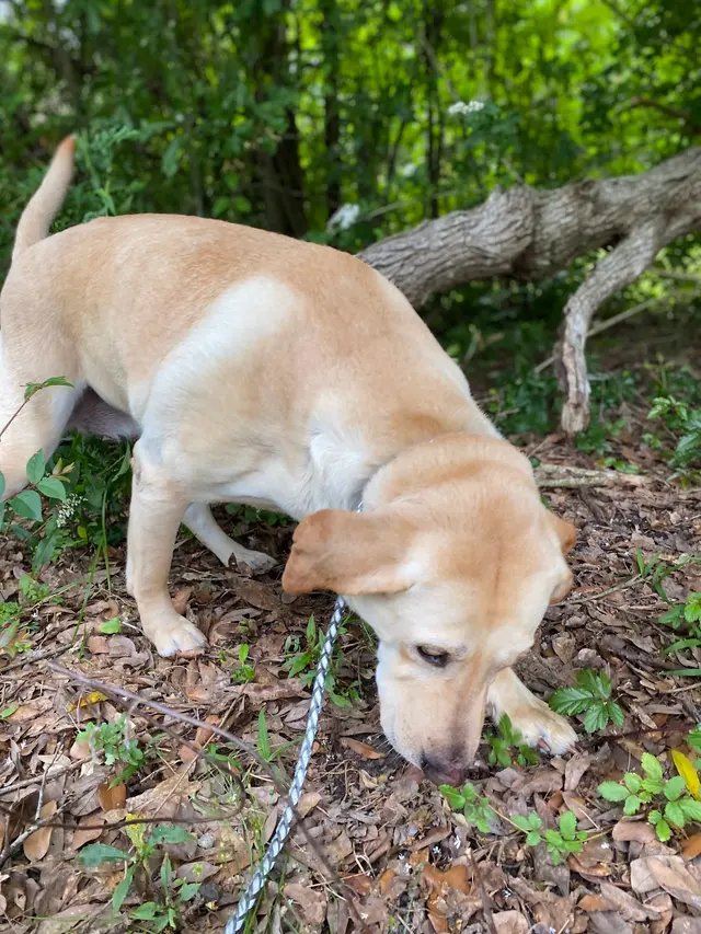 PurrFect Pets, In home boarding & Training — photo from the business 7