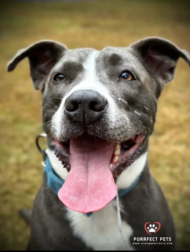 PurrFect Pets, In home boarding & Training — photo from the business 3