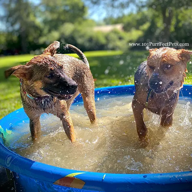 PurrFect Pets, In home boarding & Training — photo from the business 11