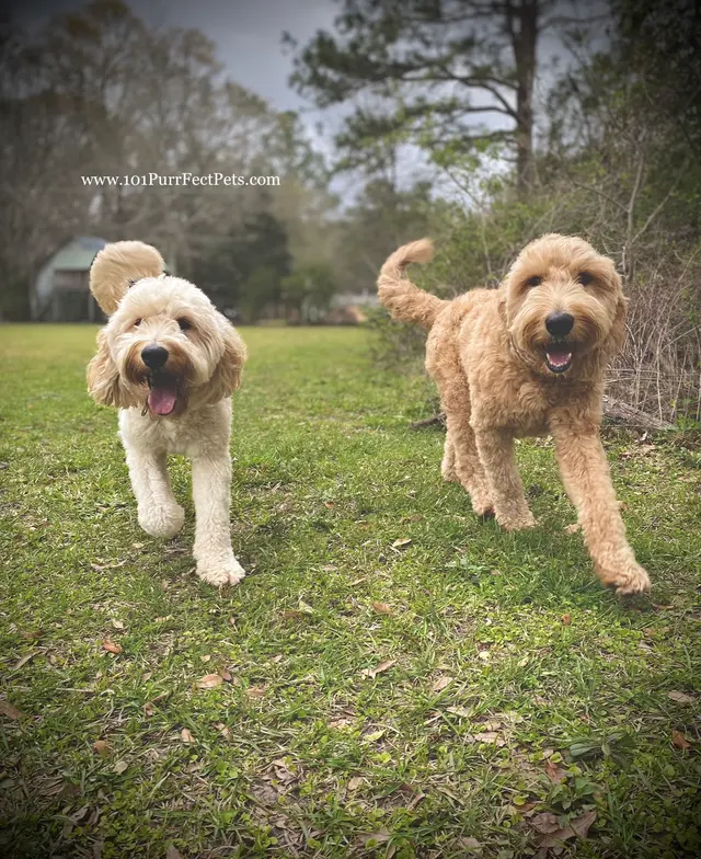 PurrFect Pets, In home boarding & Training — photo from the business 6