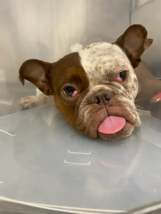 Gause Boulevard Veterinary Hospital — photo from the business 2