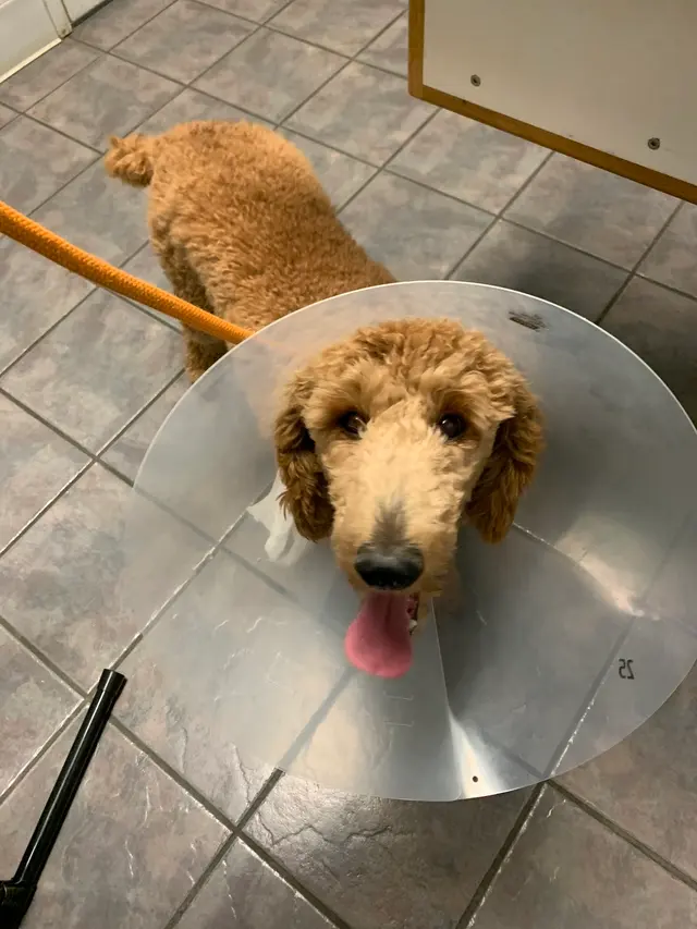 Gause Boulevard Veterinary Hospital — customer photo 9
