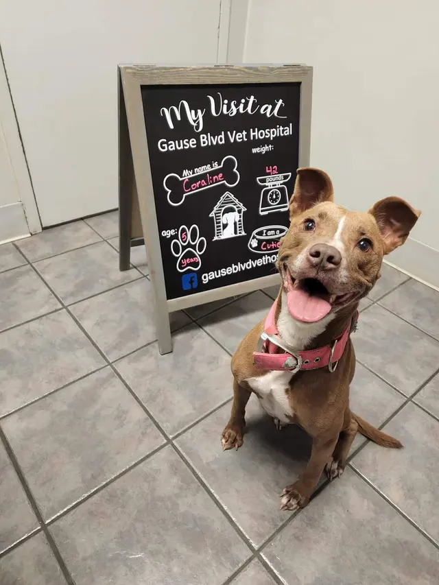 Gause Boulevard Veterinary Hospital — photo from the business 5