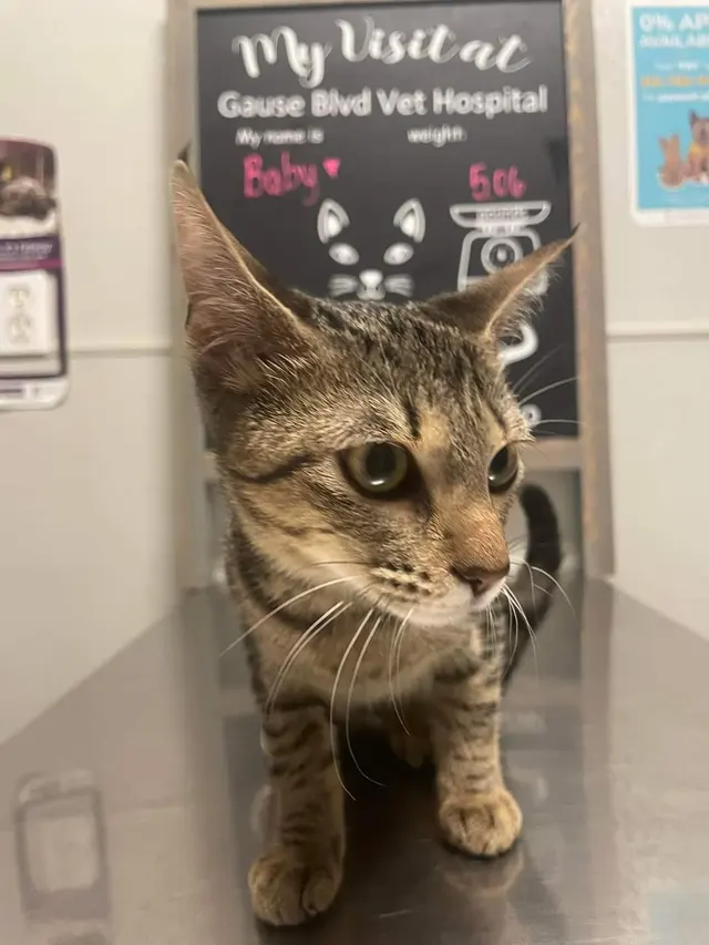 Gause Boulevard Veterinary Hospital — photo from the business 8