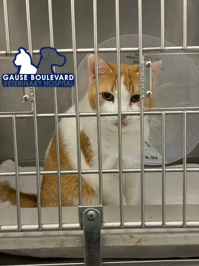 Gause Boulevard Veterinary Hospital — photo from the business 4