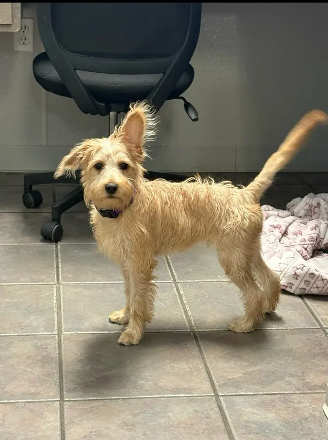 Gause Boulevard Veterinary Hospital — photo from the business 12