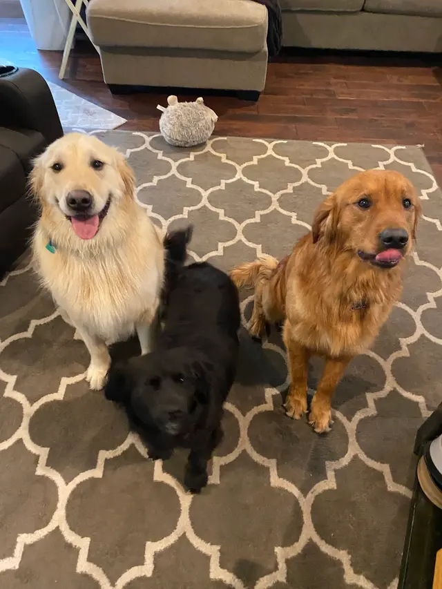 Gause Boulevard Veterinary Hospital — customer photo 1
