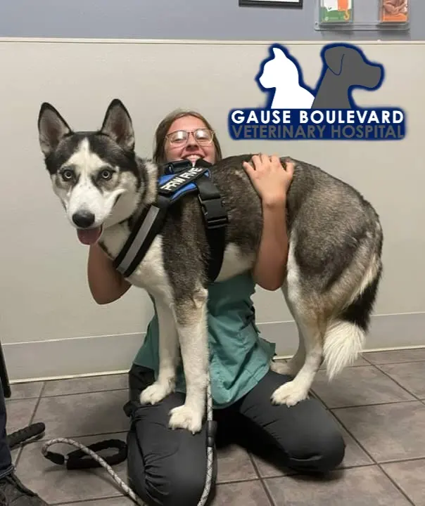 Gause Boulevard Veterinary Hospital — photo from the business 3