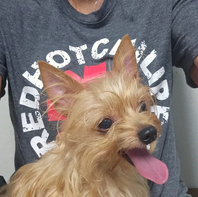 Customer photo of work by Gause Boulevard Veterinary Hospital, from Celeste Blanchard's review