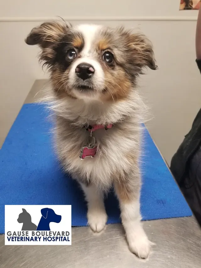 Gause Boulevard Veterinary Hospital — photo from the business 11