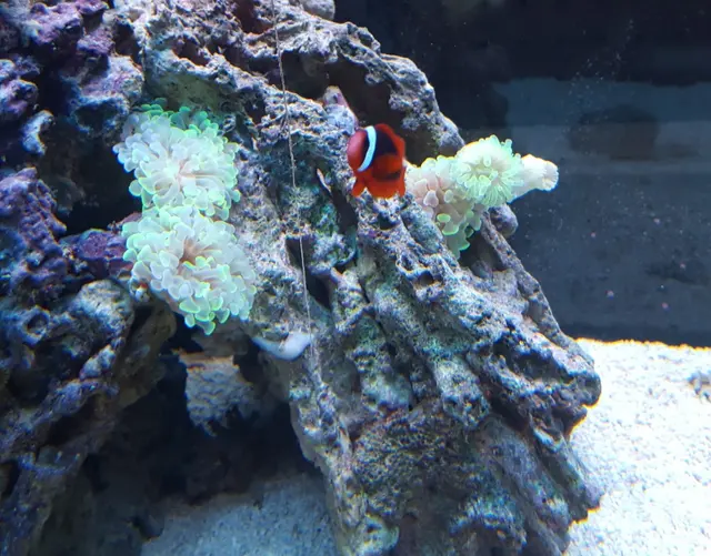Sea Level — customer photo 10