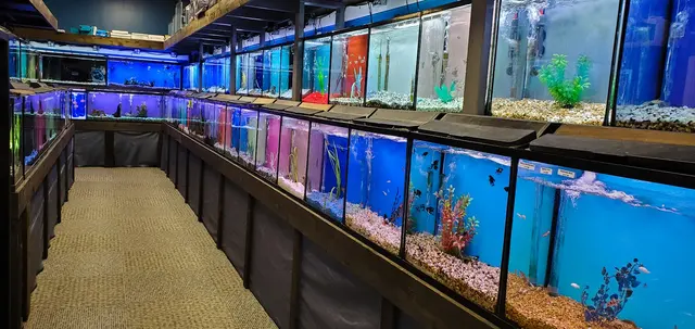 Sea Level — customer photo 9