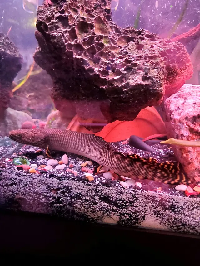Sea Level — customer photo 5