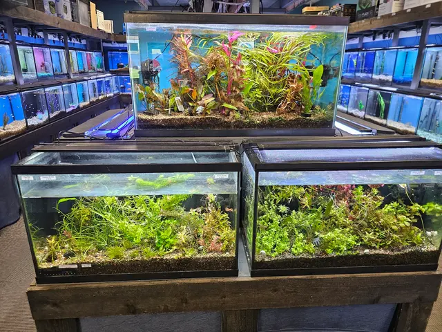 Sea Level — customer photo 8