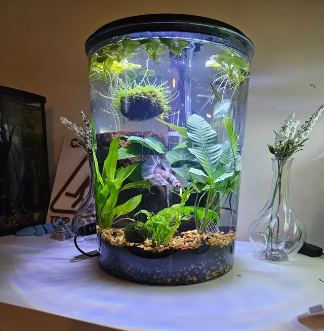 Sea Level — customer photo 6