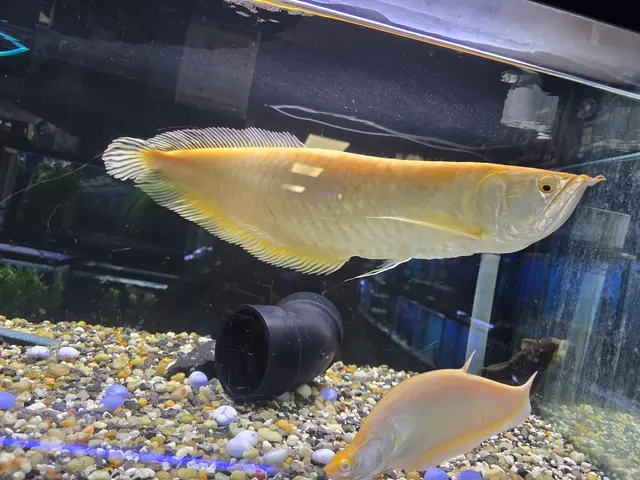Sea Level — customer photo 7