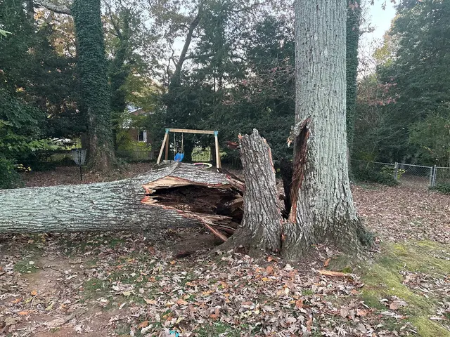 Wade’s Tree and Stump Removal — customer photo 4