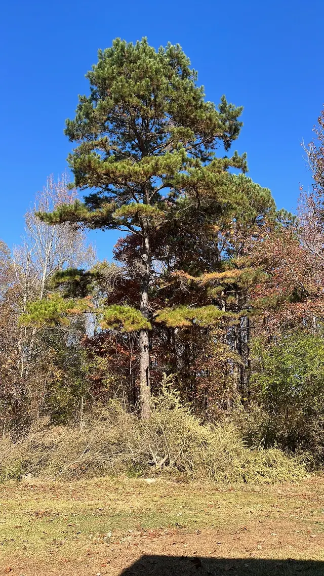 Wade’s Tree and Stump Removal — photo from the business 12