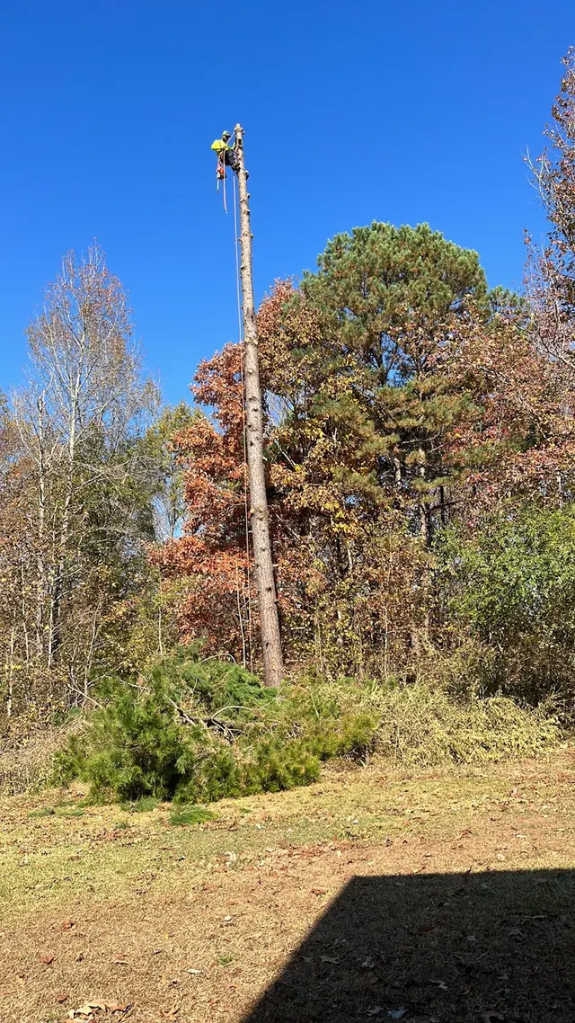Wade’s Tree and Stump Removal — photo from the business 11