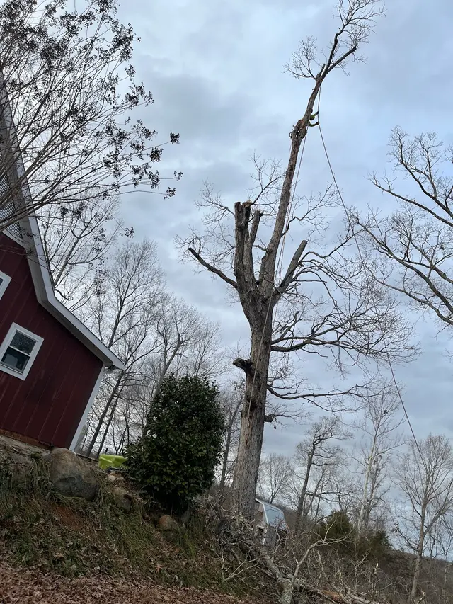 Wade’s Tree and Stump Removal — photo from the business 9