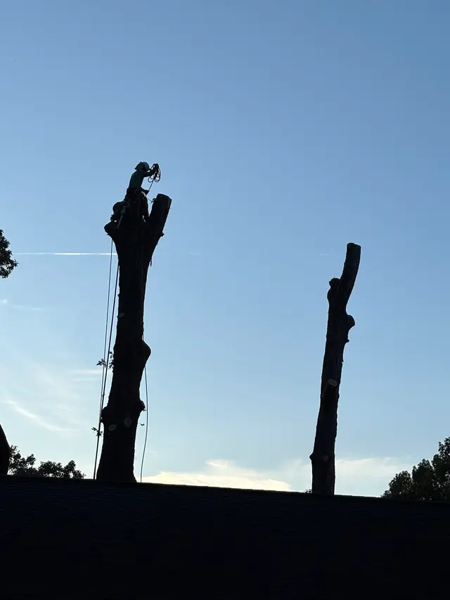 Wade’s Tree and Stump Removal — customer photo 5