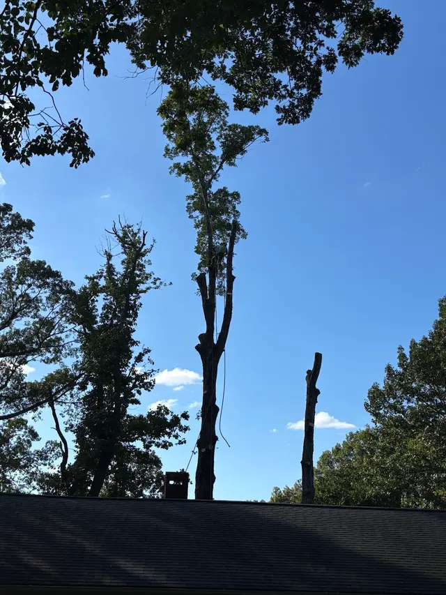 Wade’s Tree and Stump Removal — customer photo 8