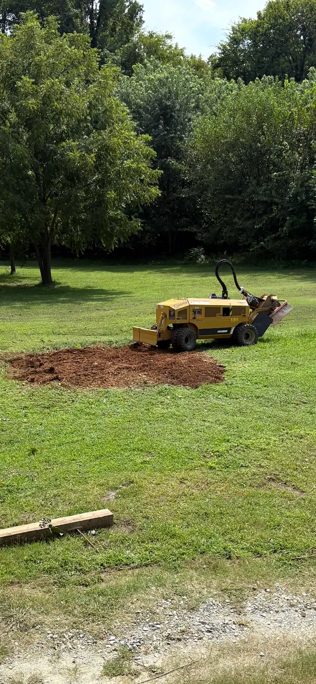 Customer photo of work by Wade’s Tree and Stump Removal, from D's review