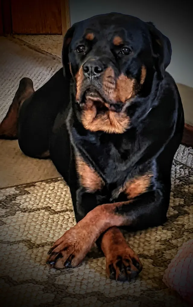 Chuck & Don's Pet Food & Supplies — customer photo 11