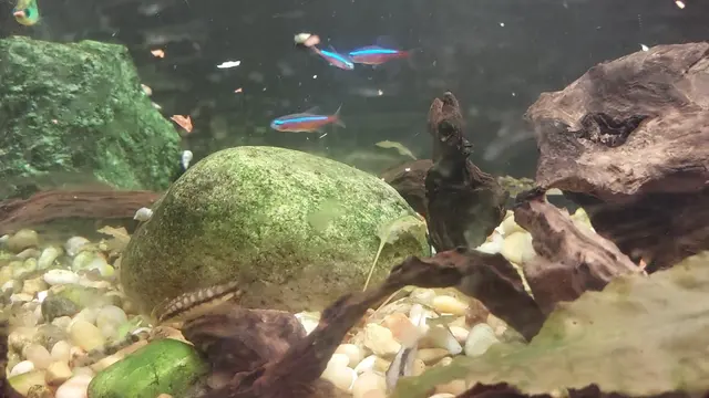 Quality Aquatics Pet Shop — customer photo 3