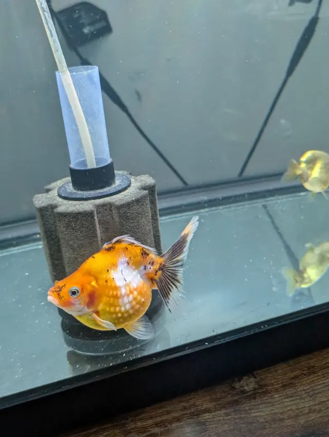 Quality Aquatics Pet Shop — customer photo 8