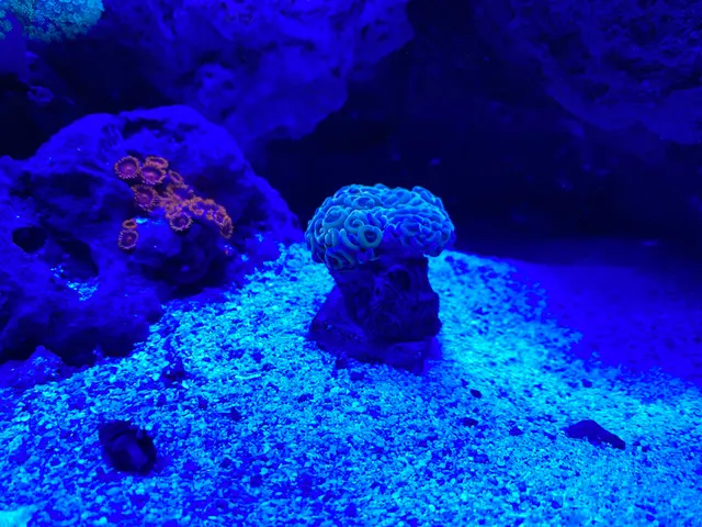 New Wave Aquaria — customer photo 5