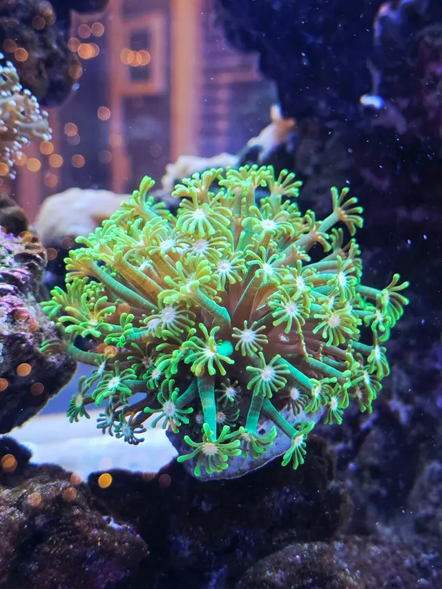 New Wave Aquaria — customer photo 4
