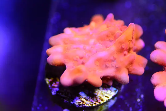 New Wave Aquaria — customer photo 10